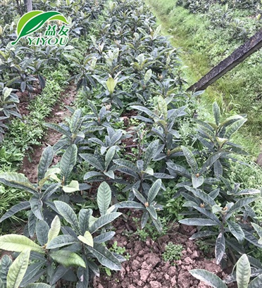 現(xiàn)場工程圖片