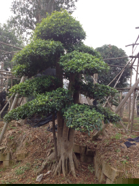 浏阳造型花木有限公司,浏阳红花继木和罗汉松,浏阳小叶女贞和榆树,椤木石楠和桂花哪里的好