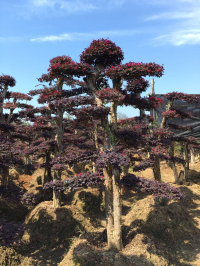 浏阳造型花木有限公司,浏阳红花继木和罗汉松,浏阳小叶女贞和榆树,椤木石楠和桂花哪里的好