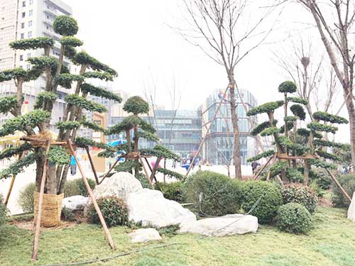 浏阳造型花木有限公司,浏阳红花继木和罗汉松,浏阳小叶女贞和榆树,椤木石楠和桂花哪里的好